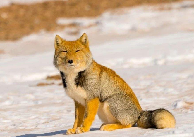 因为长相走红,面瘫狐狸厌世脸,为什么藏狐被称为行走的表情包?