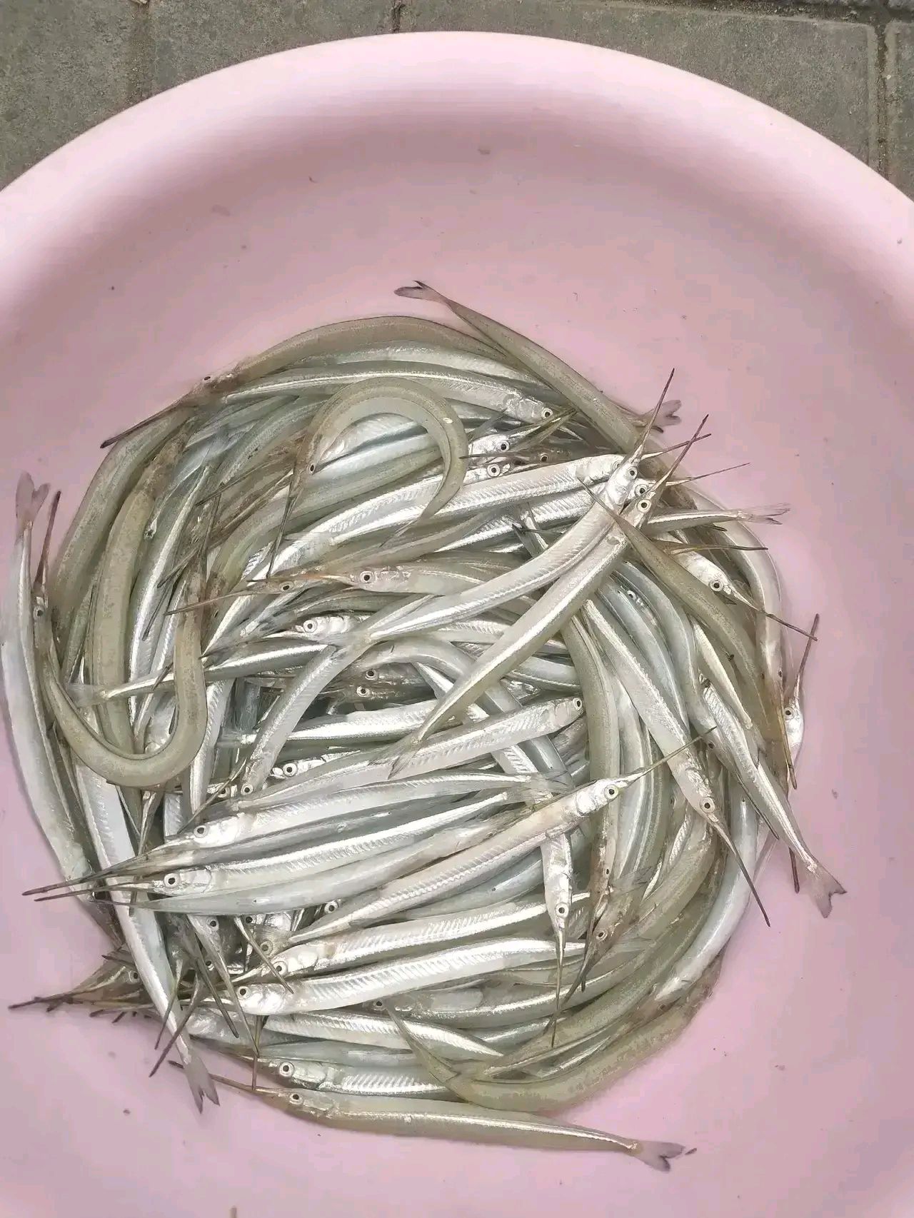 不知道有没有朋友认识这是什么鱼呢?