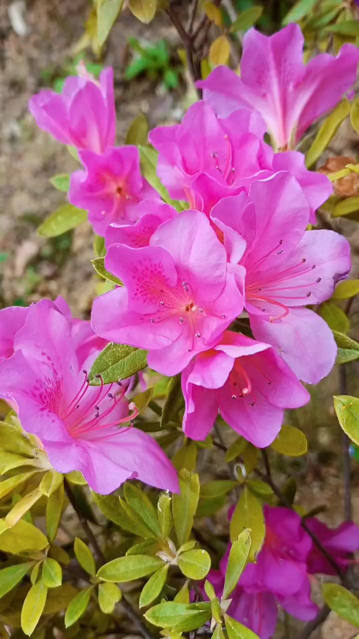 娇艳美丽的杜鹃花,唯美了岁月!