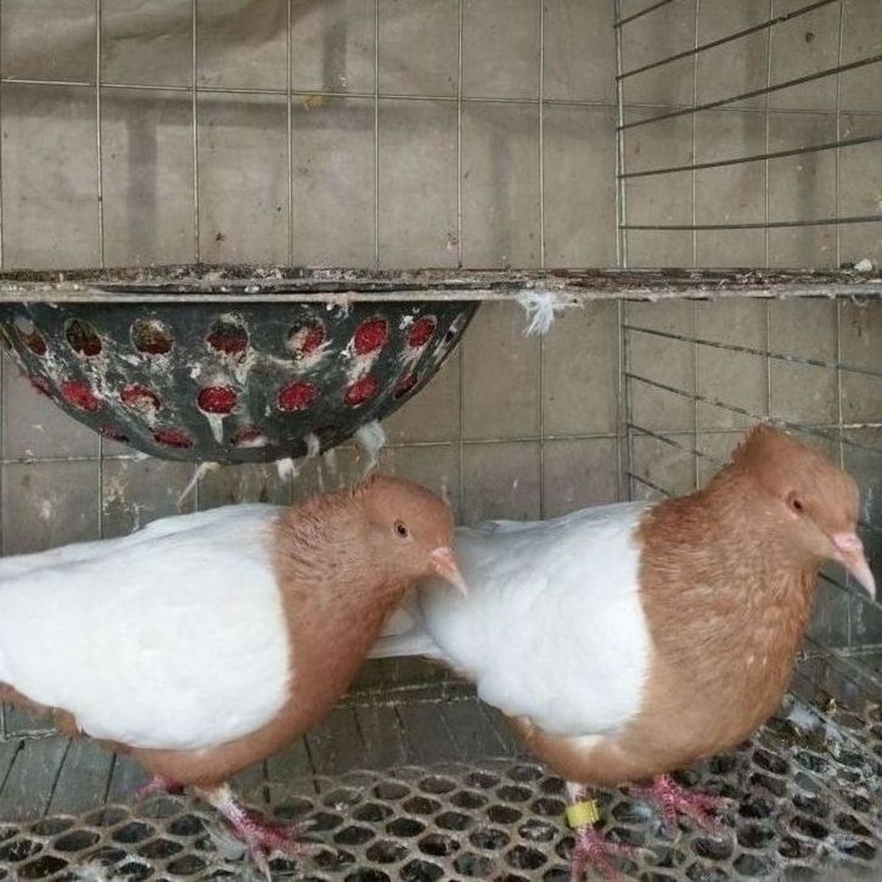 天使鸽子一对,宠物分享!