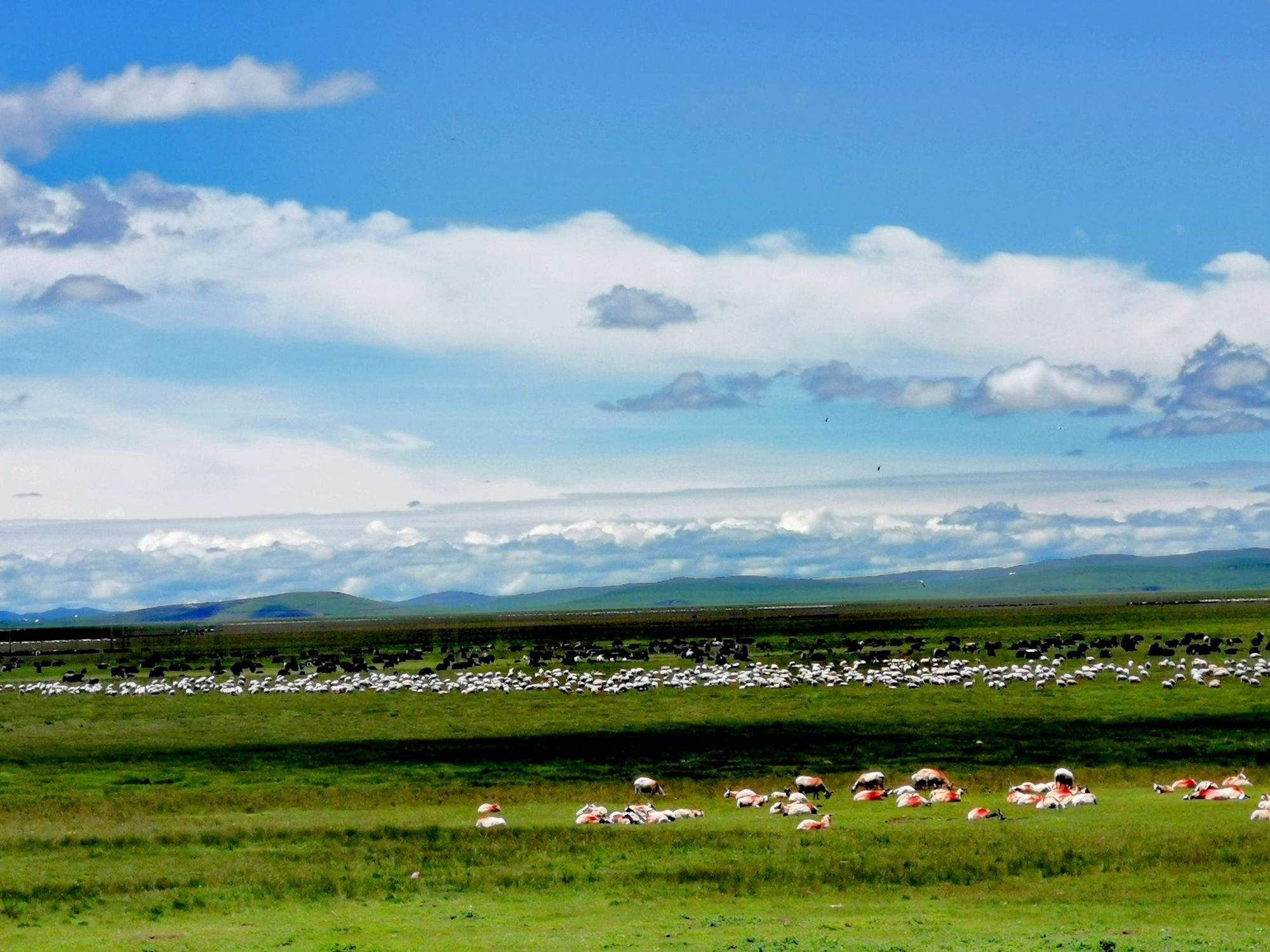 入藏记:过安多草原