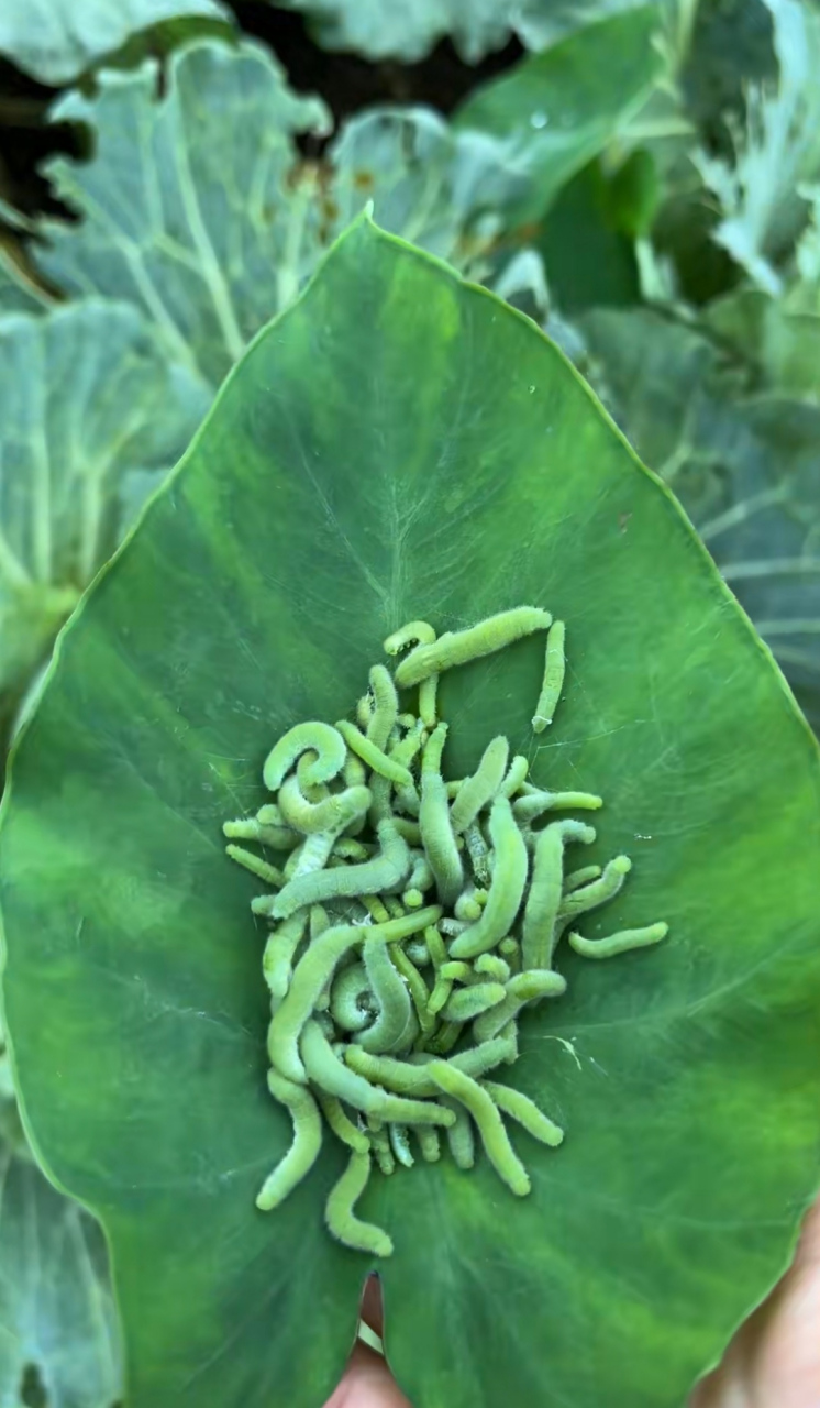 这是我种的菜,然后我抓出来了这么多小虫子!