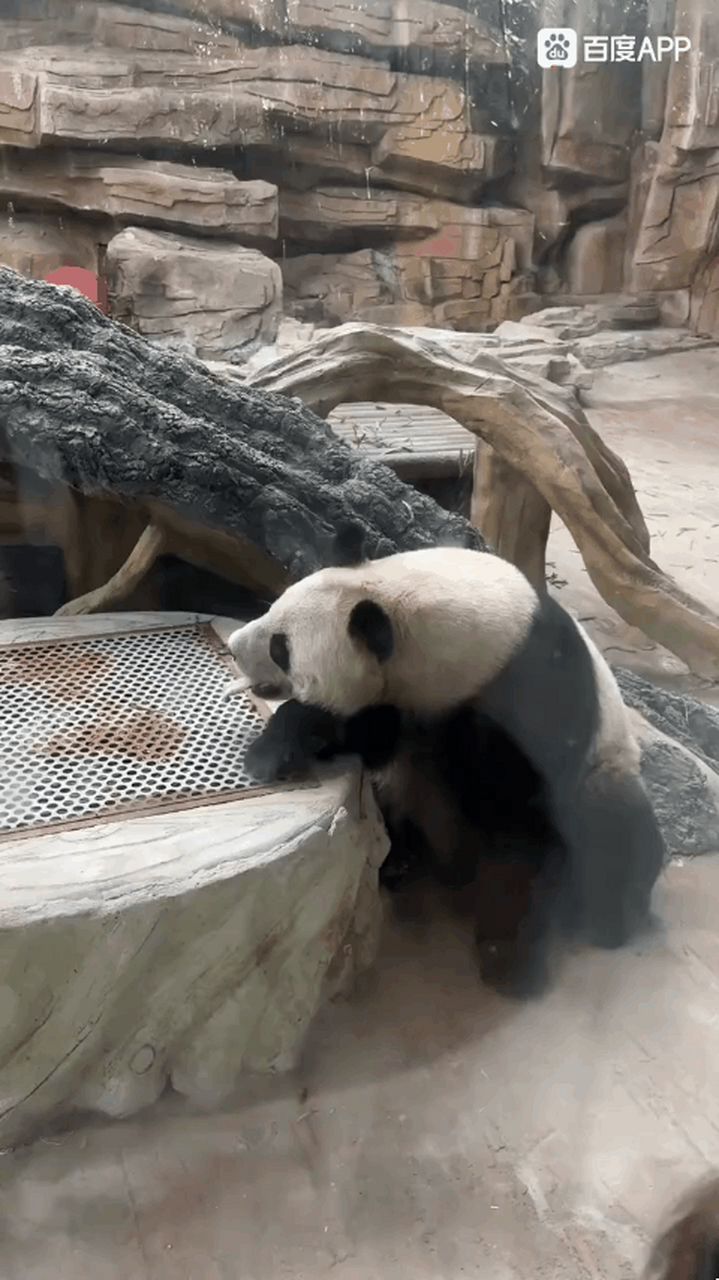 国内大熊猫现状# 网友曝出常州淹城动物园的大熊猫由于天气炎热,鼓谮