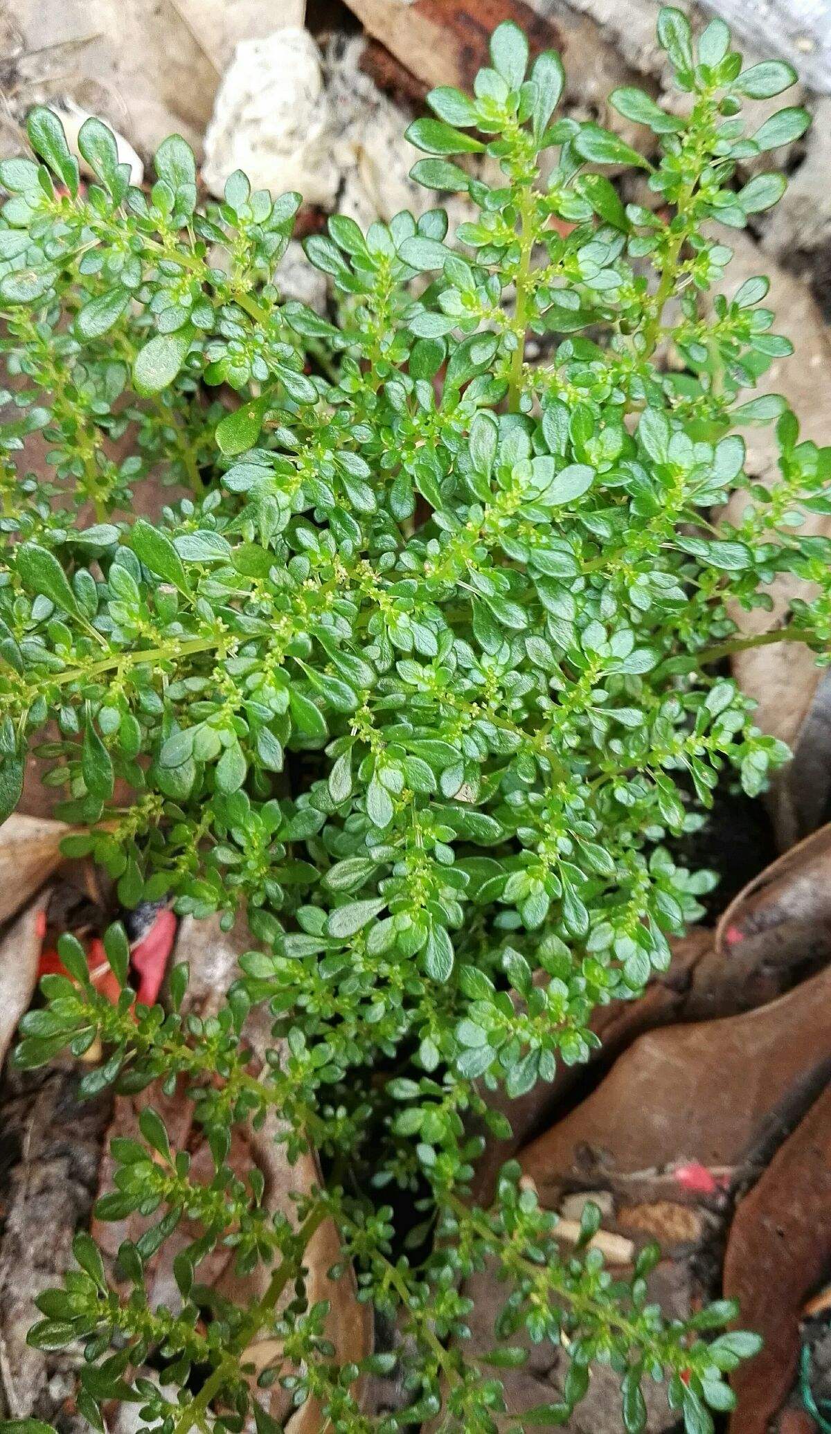 "透明草"是一种什么样的植物