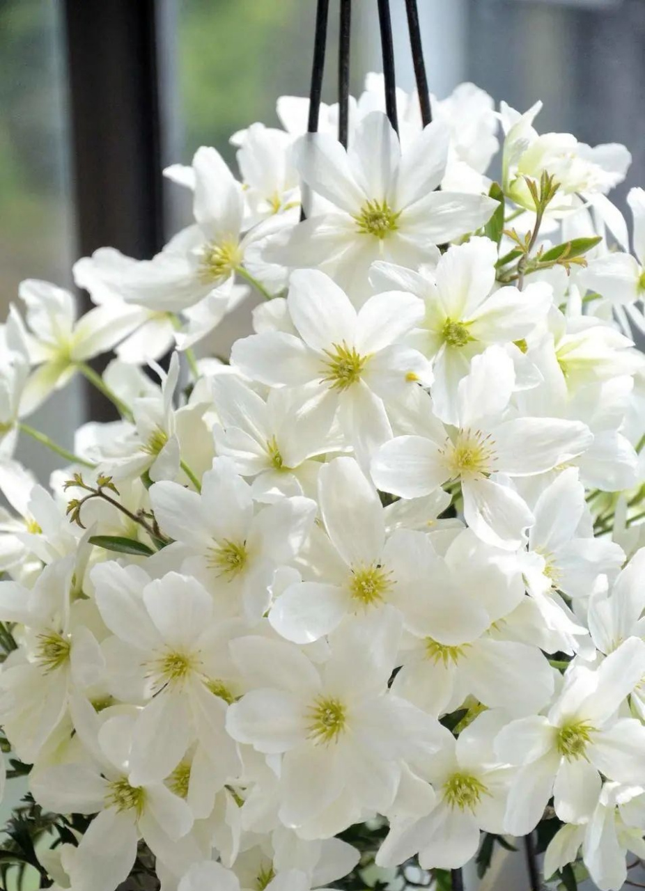 最适合阳台种植的铁线莲—银币 常绿铁线莲"银币"密密扎扎开放的花朵