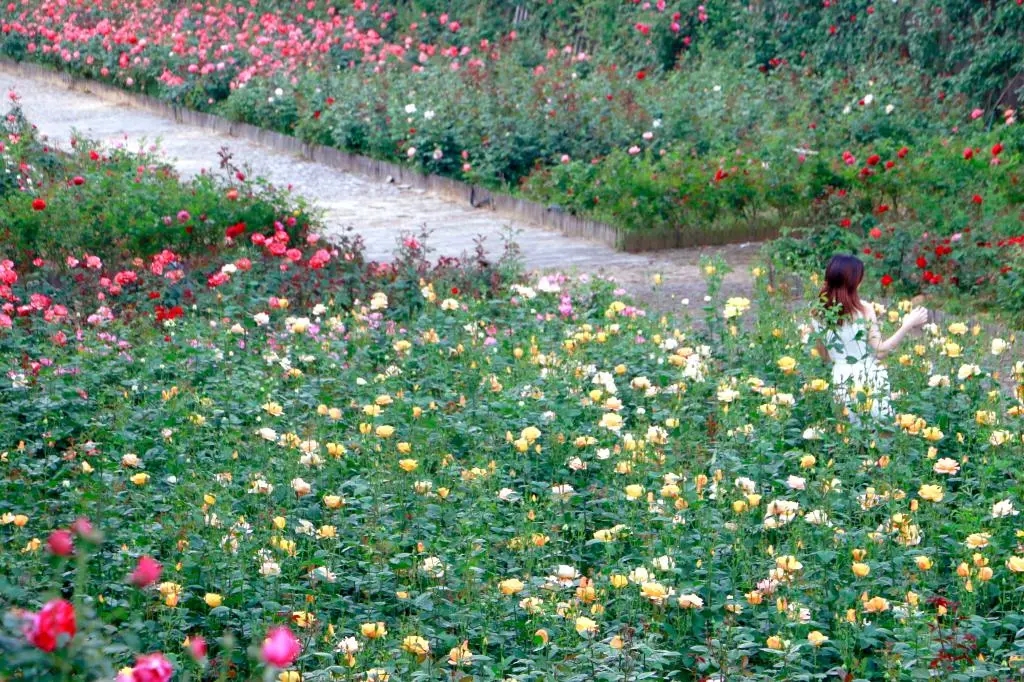 心有猛虎細嗅薔薇