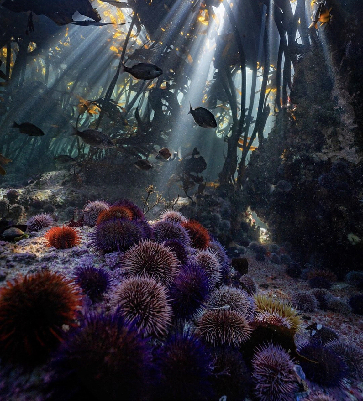 一组来自海底世界的美图.