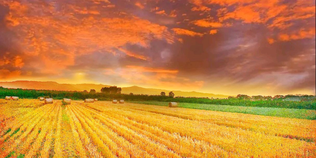 希望的田野金色的晚霞