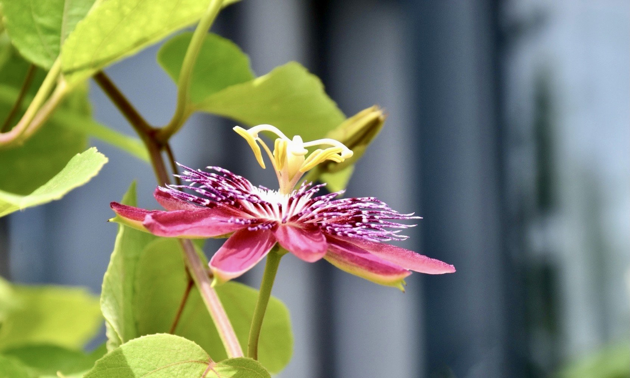 红色西番莲,像孩子迎风奔跑高举的红色风车 #摄影# #花# #美丽世界