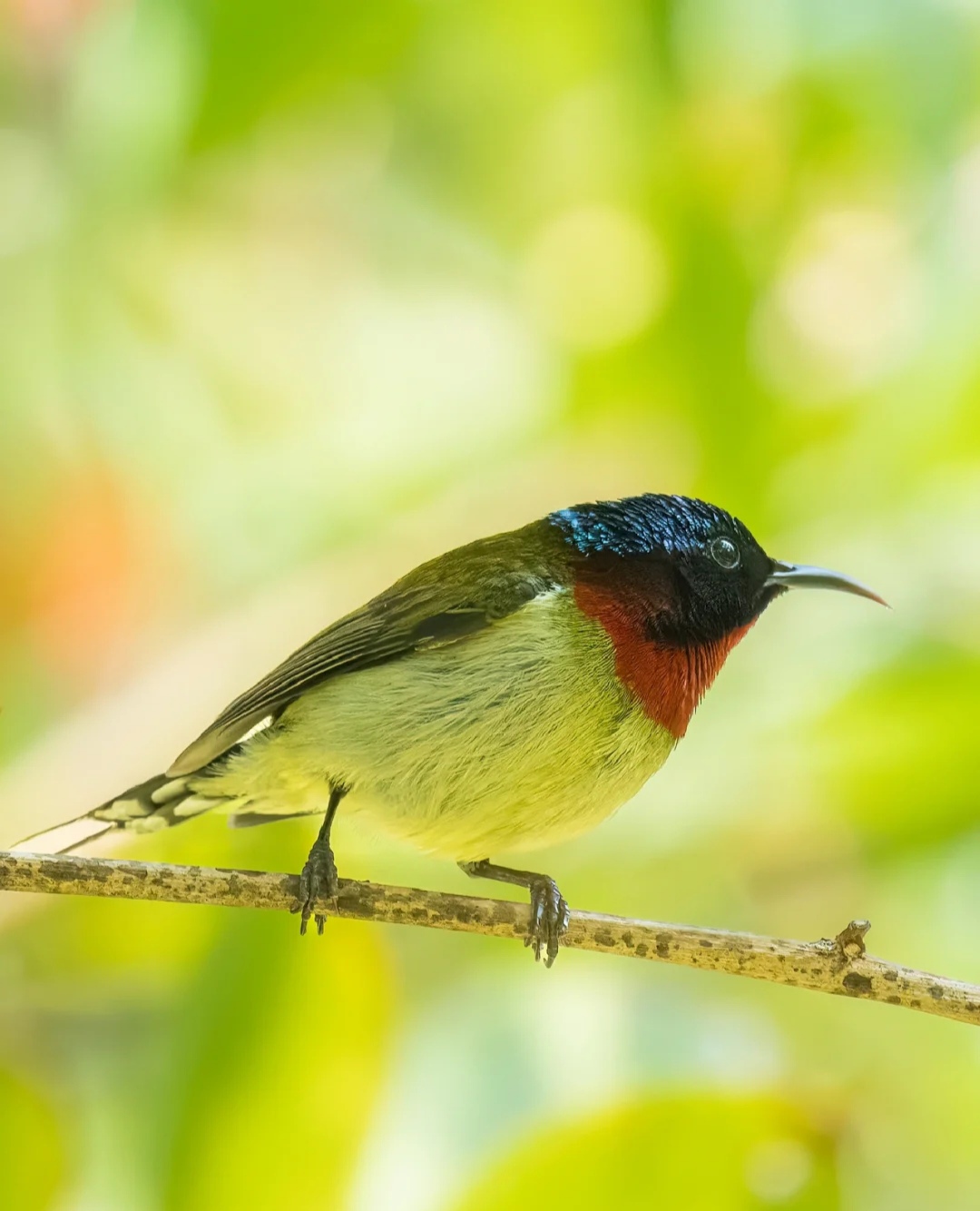 做一只快乐的小鸟