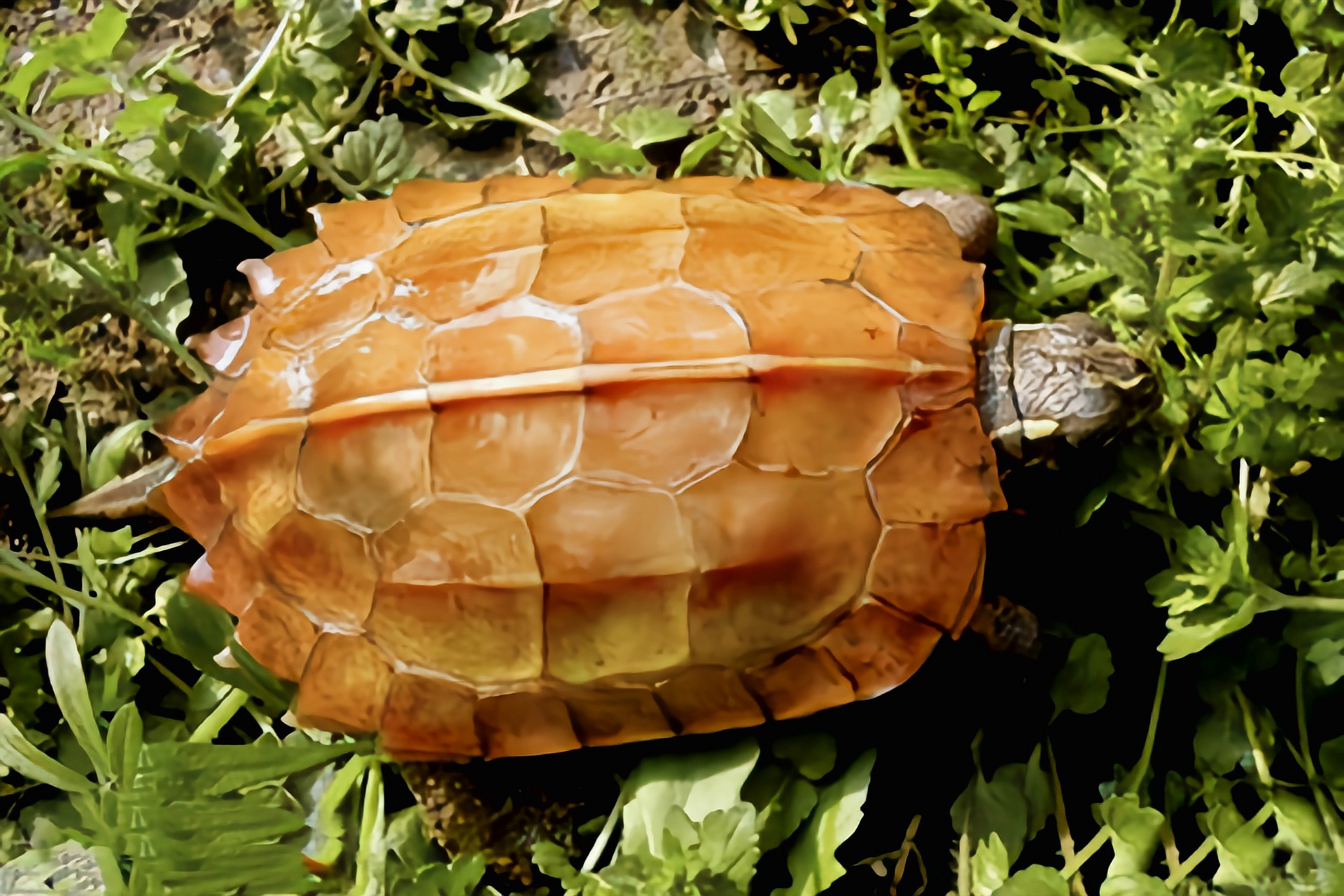 每天认识一种动物——枫叶龟 枫叶龟别名地龟,金龟,十二棱龟,原产于