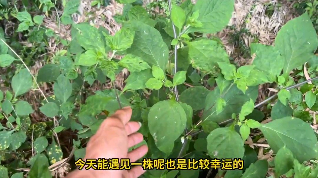 被称为刀枪药:士兵浑身上下都是刀伤,老中医用这治愈他的伤口!