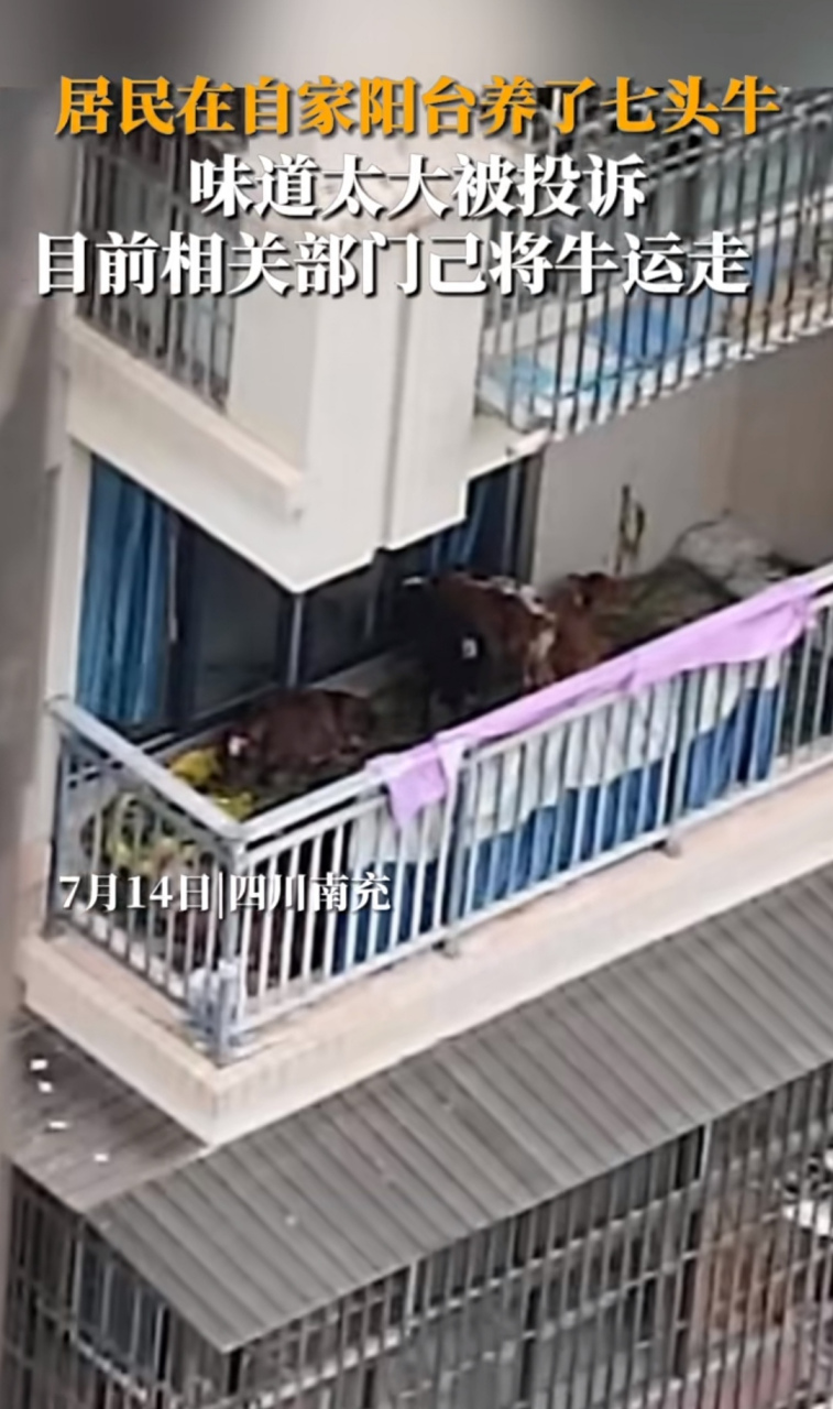 阳台养七头牛?这是咋上去的呢?是临时养养?还是从小养到大?