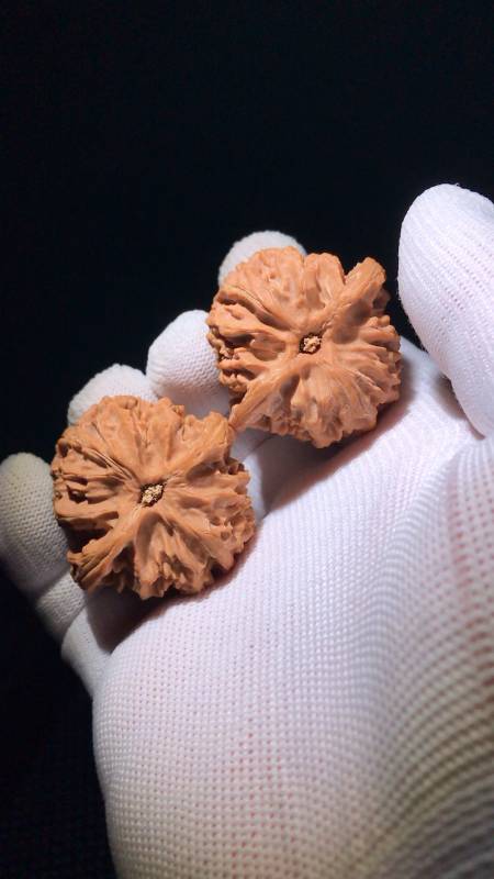 苹果园狮子头老树梅枝纹金钱底-度小视