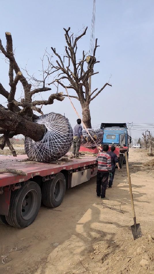 超大柿子树卸车拉