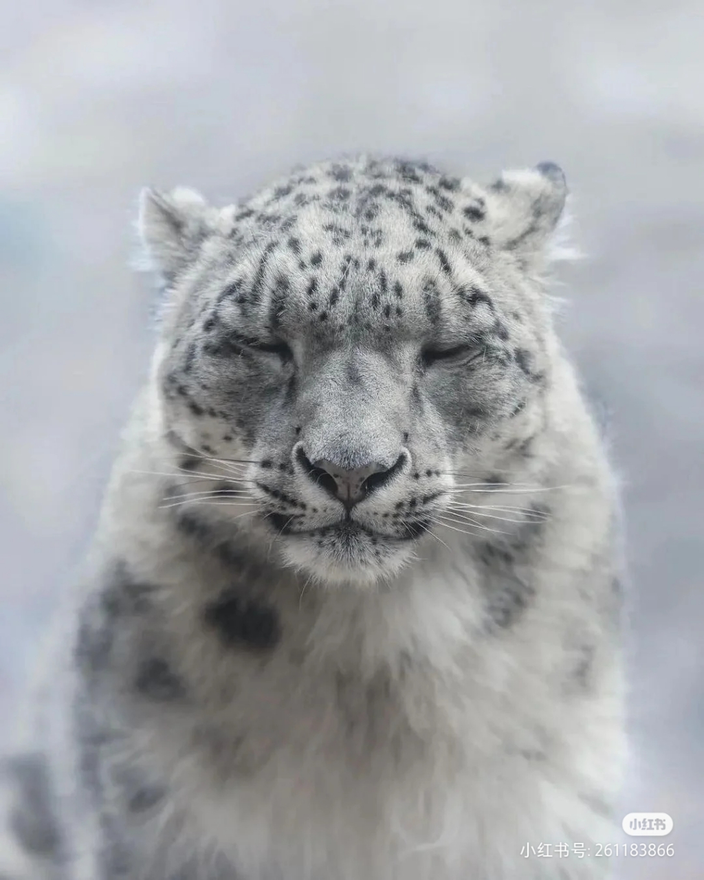 山中幽灵,白色的雪豹,霸气十足