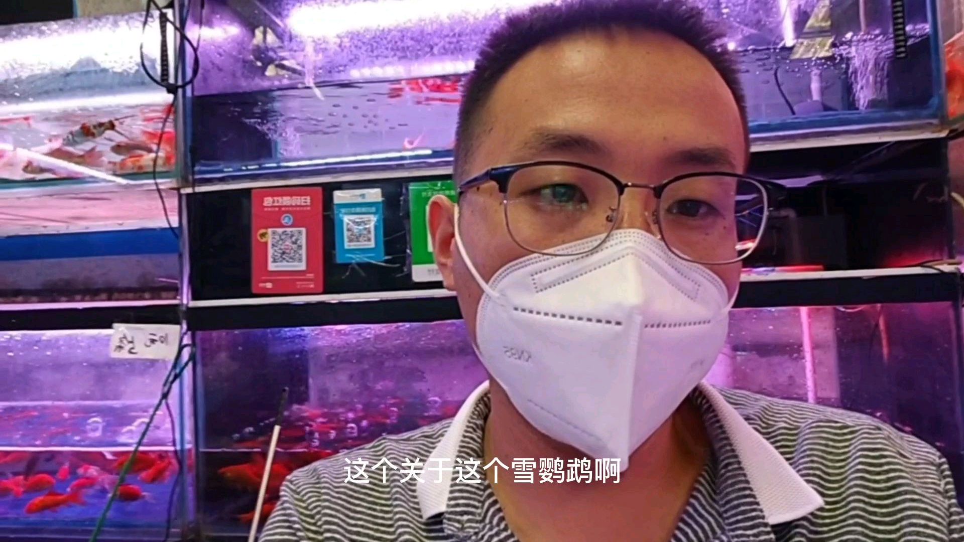 鹦鹉鱼如何快速增红?很有讲究,进来听听把