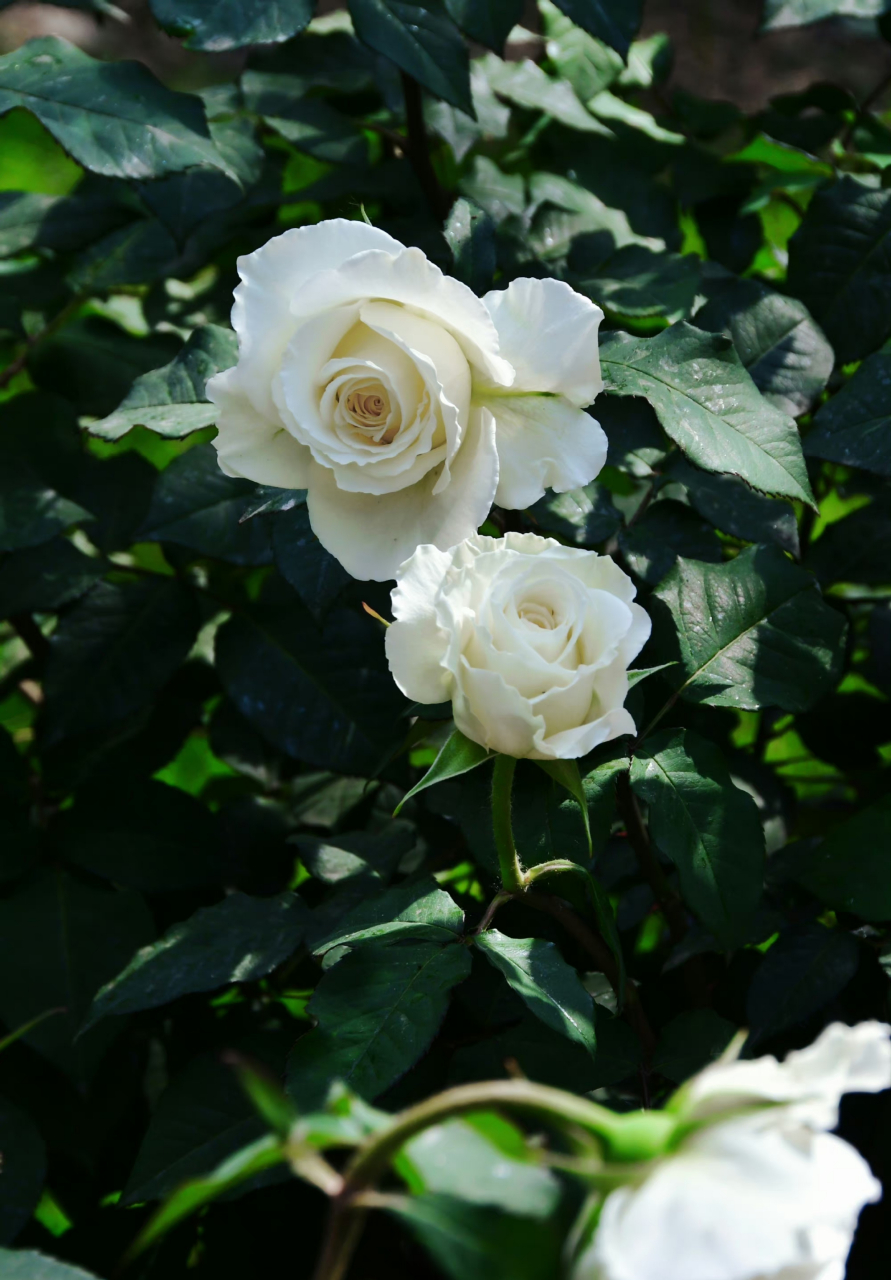 白月季花心之水滴,冰清玉洁.轻盈淡雅,赏心悦目,散落的色彩.