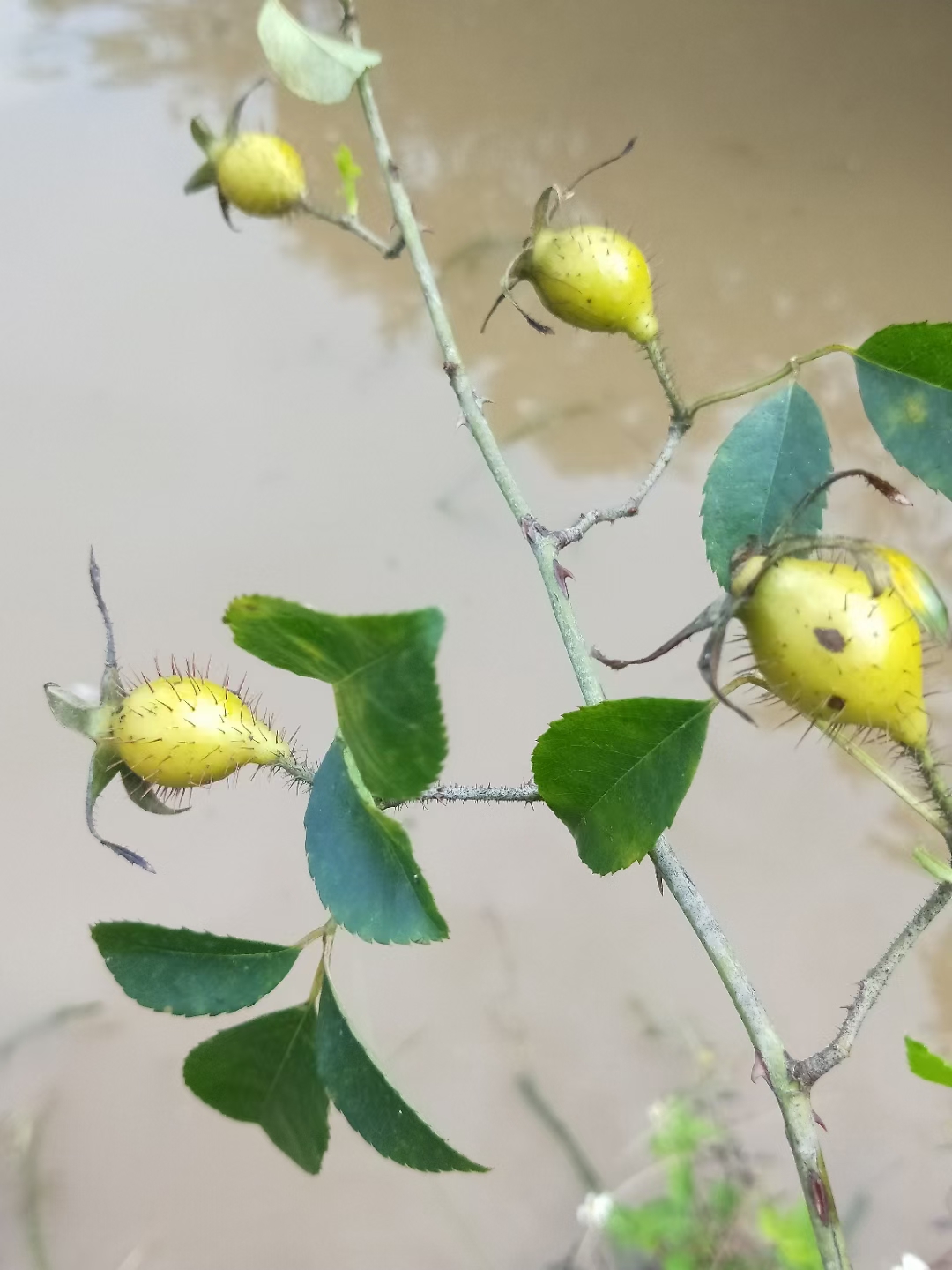 金樱子满身是刺的果子泡酒功效非常好