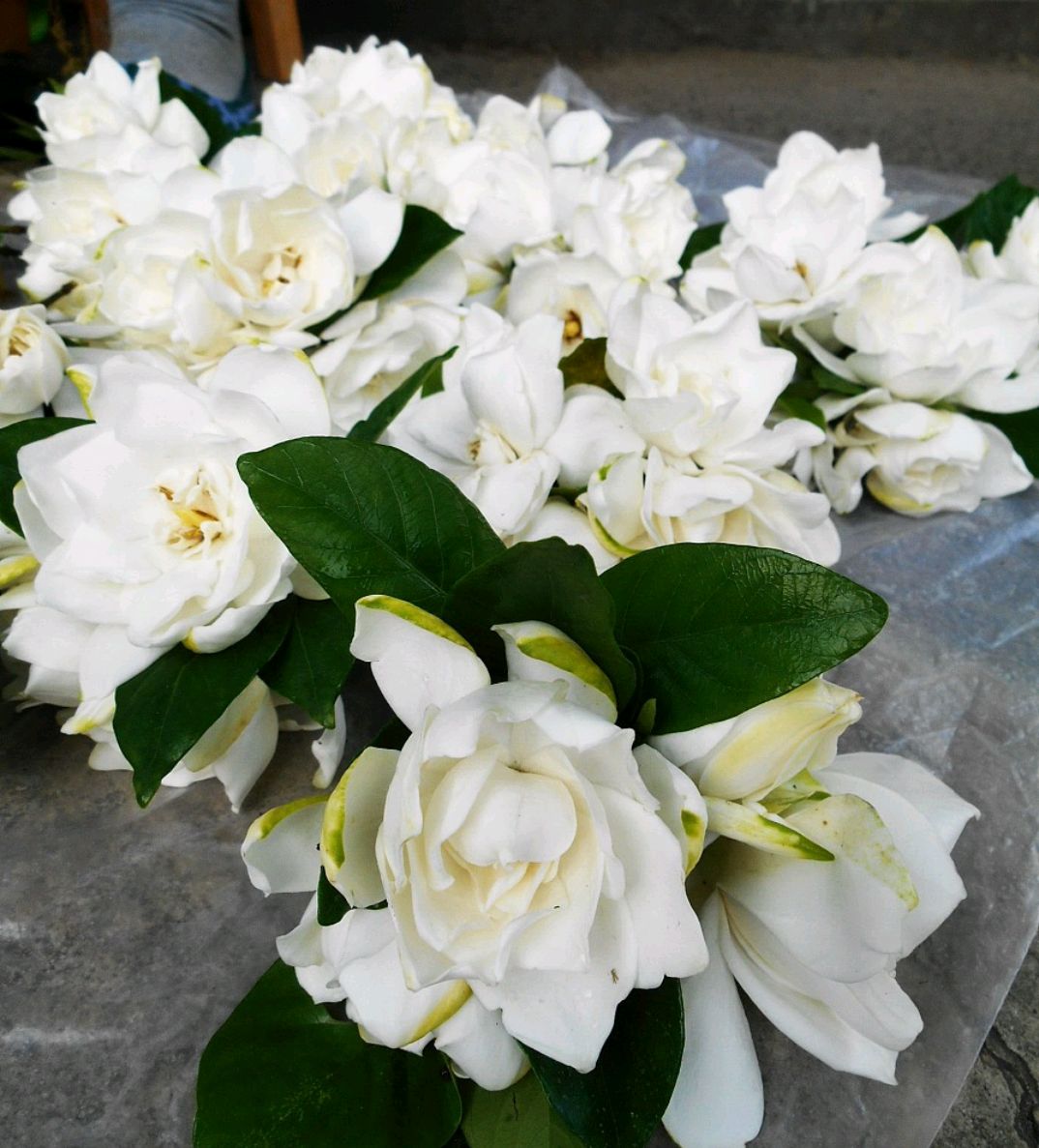 白蟾花:永恒的爱