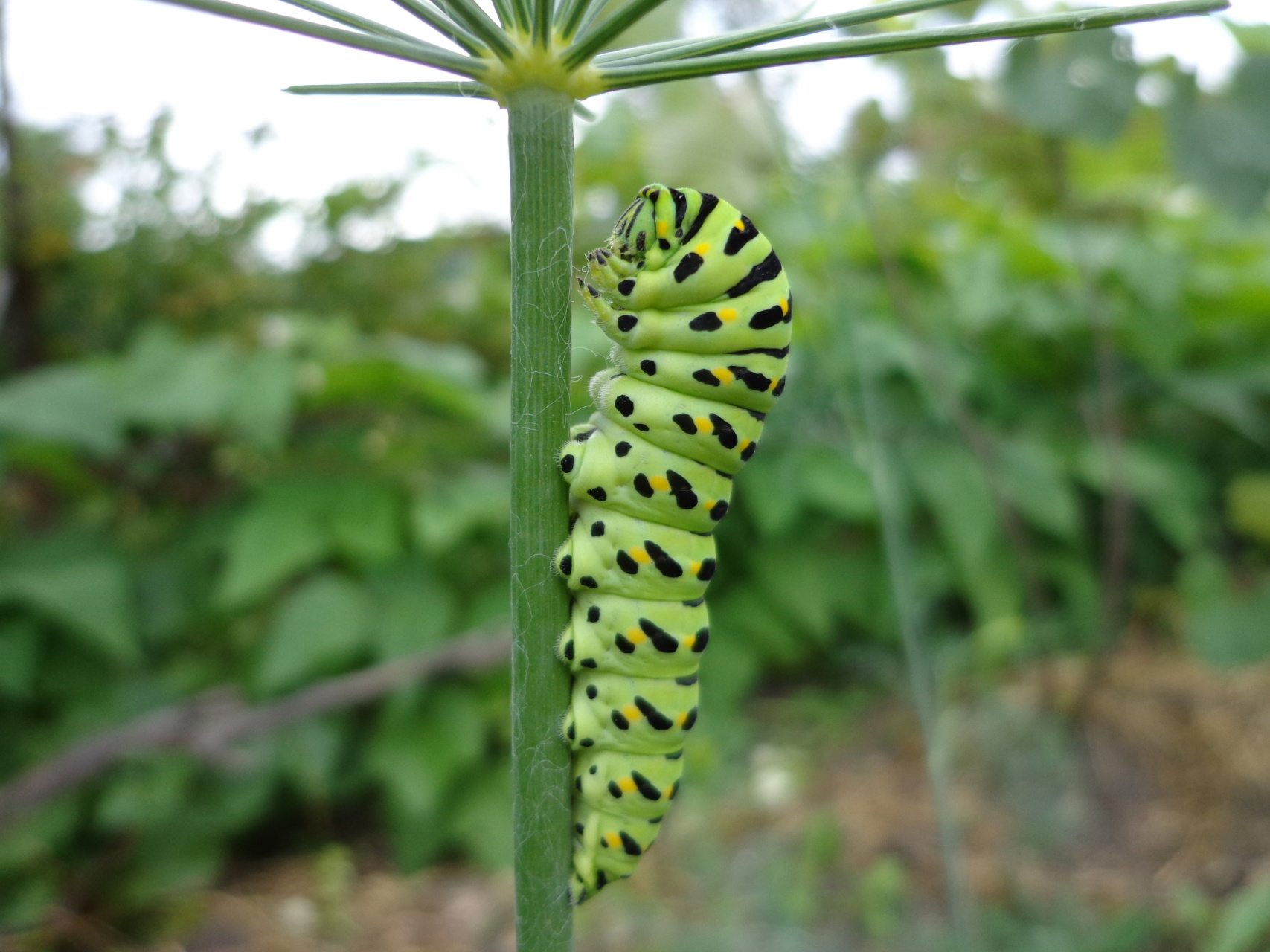 大肉虫子91看起来肉嘟嘟的[赞啊]