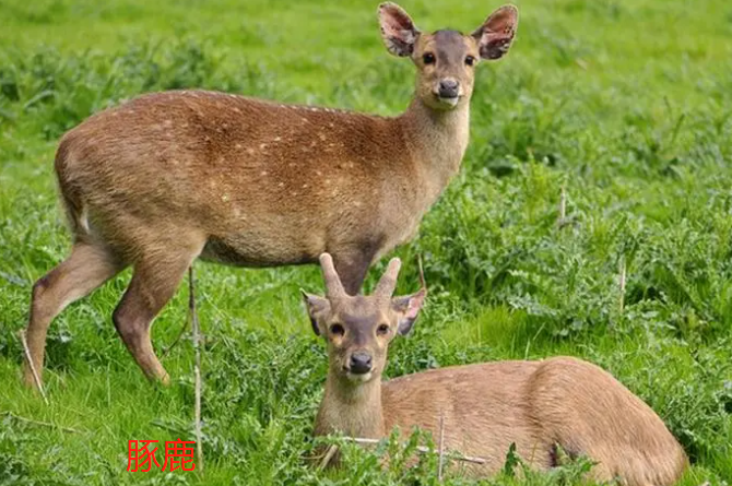 鹿的品种有什么?
