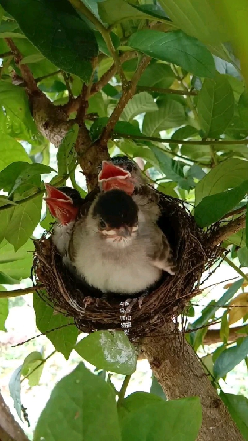 三个小鸟宝宝长大了,老大在窝上训练翅膀