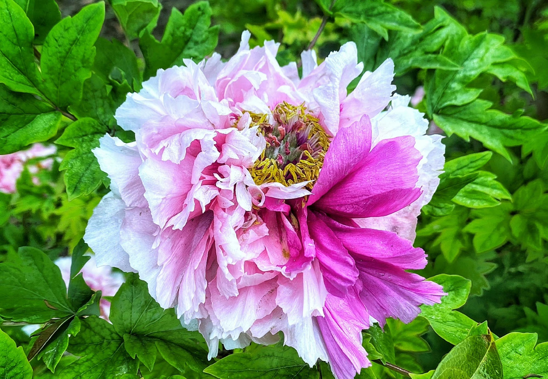 二乔牡丹花,别名洛阳锦,牡丹名品种之一.(牡丹花,摄于洛阳) 67