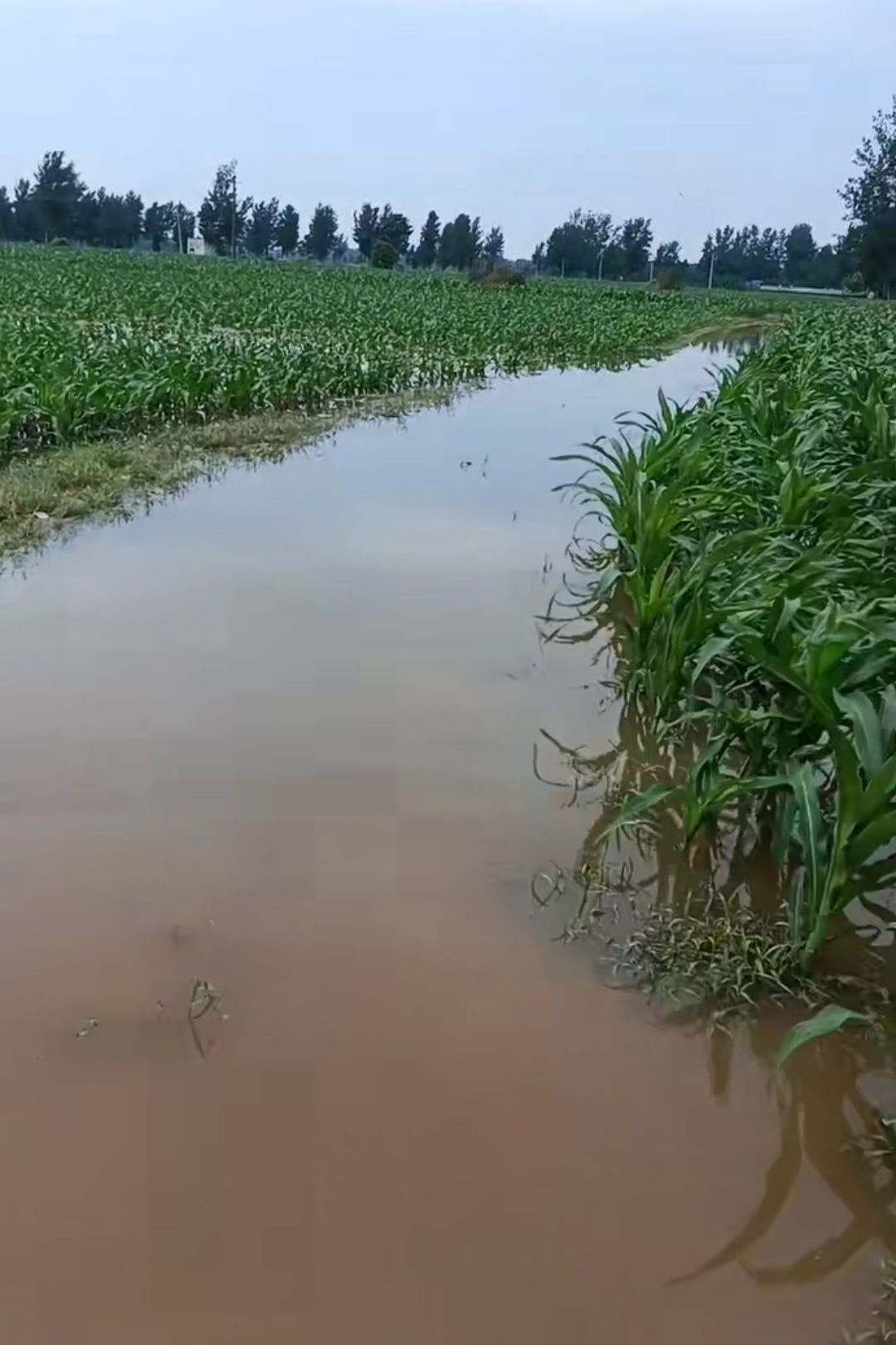 一村民说这次下的雨有点大,村东的玉米地全被淹了.