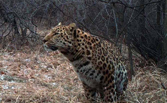 承德滦平生态环境向好,疑似华北豹袭击羊群后牧羊人讲述惊险过程