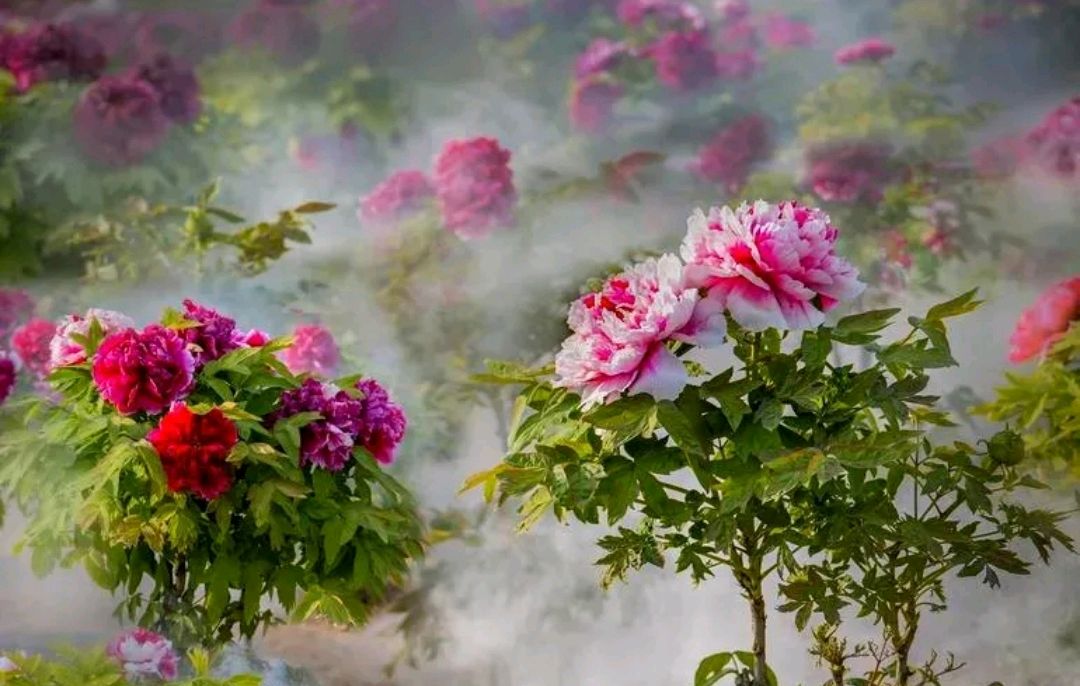 牡丹神韵一一雾里看花花渐美,物外观事事更明