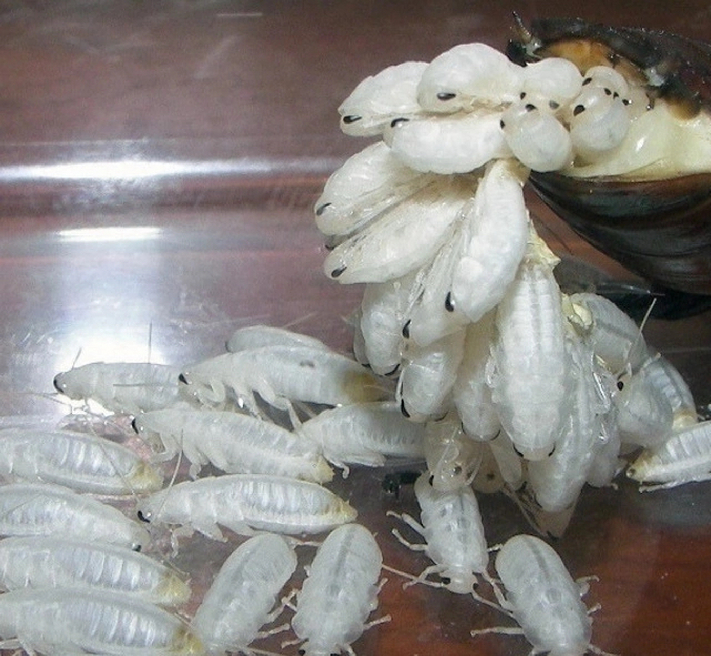 这种虫有的地方叫水牛,一只价值两块钱,比金蝉还要贵.