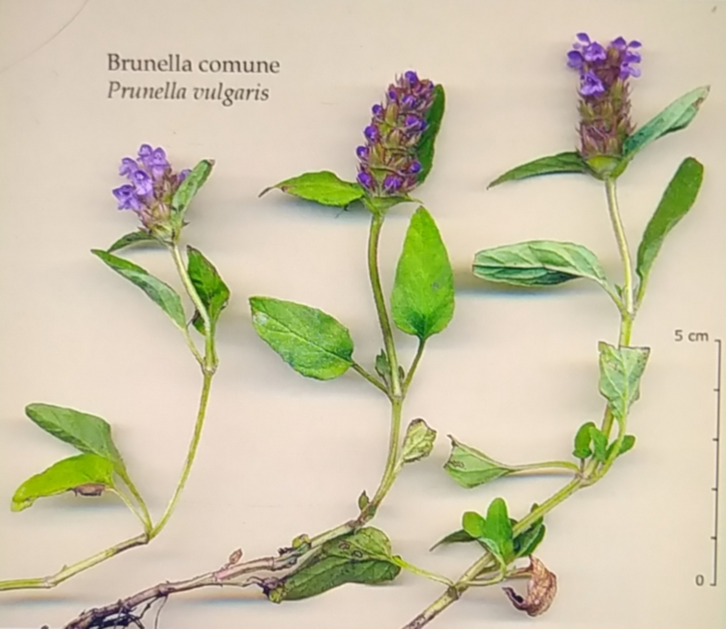 防暑热,夏桑菊清暑茶  夏桑菊由夏枯草,冬桑叶,野菊花组成.