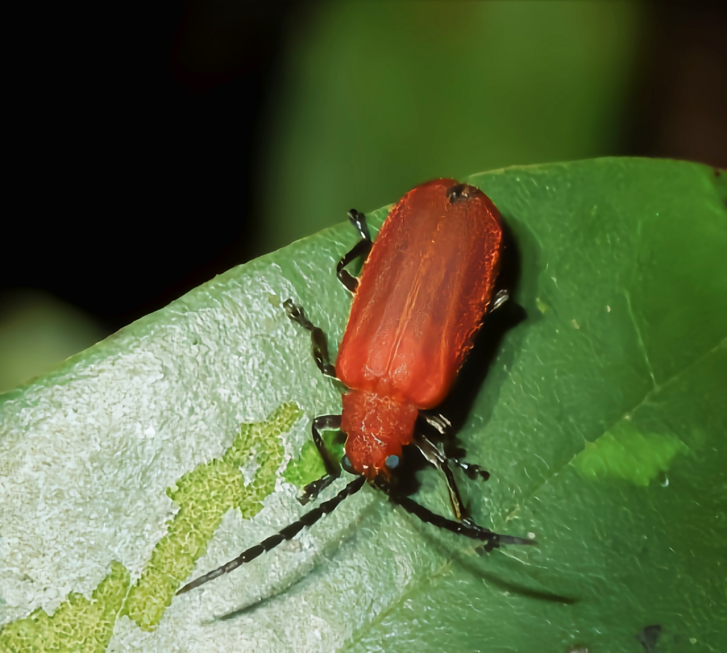 每天认识一种昆虫——台湾薄翅金花虫 台湾薄翅金花虫是鞘翅目,金花虫