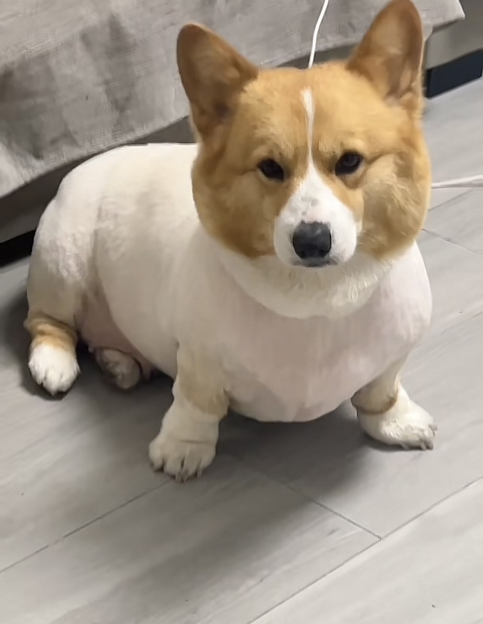 柯基剃完毛的样子太逗了哈哈哈! 网友:这孩子脱衣也不显瘦[捂脸]