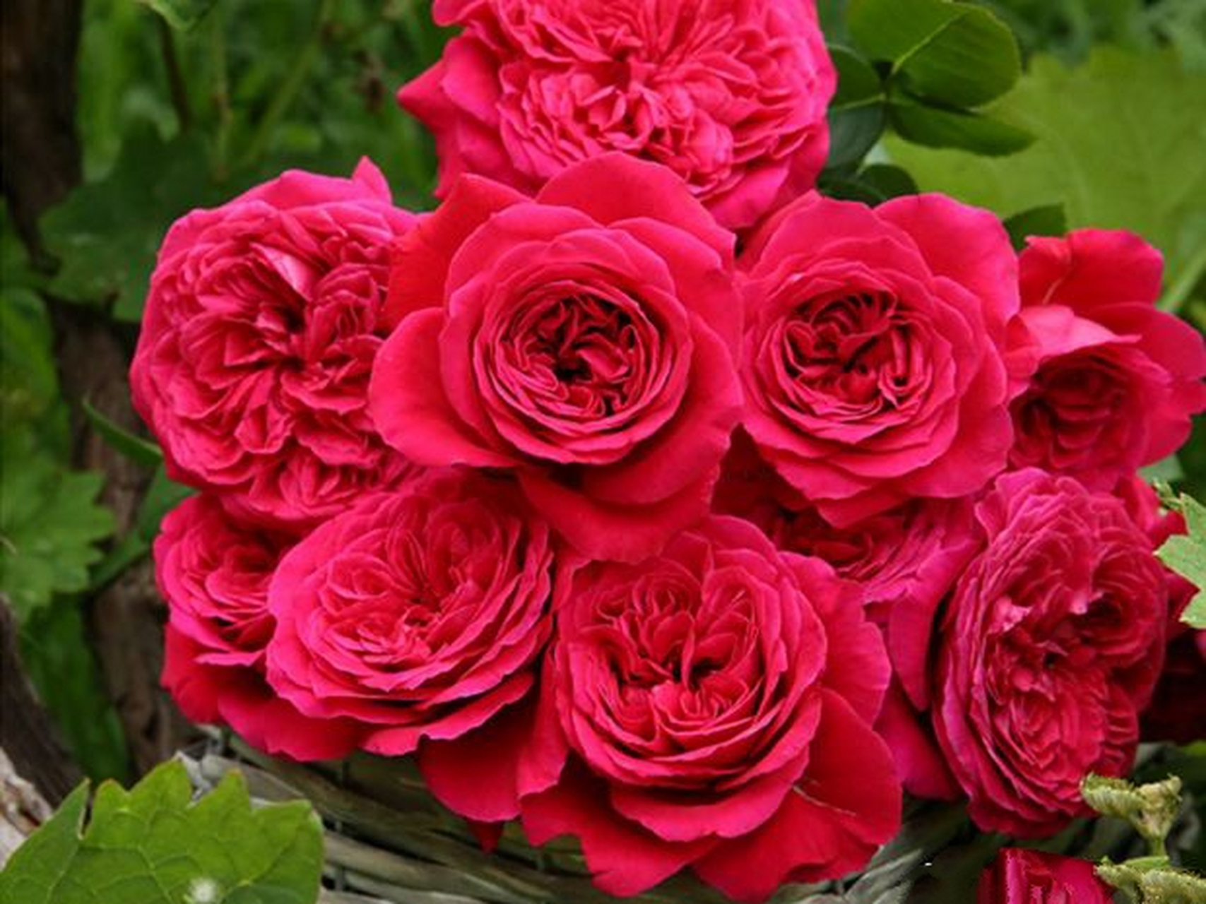 今天就是母亲节了,在这个有特殊意义的节日里,很多孩子都会给自己的