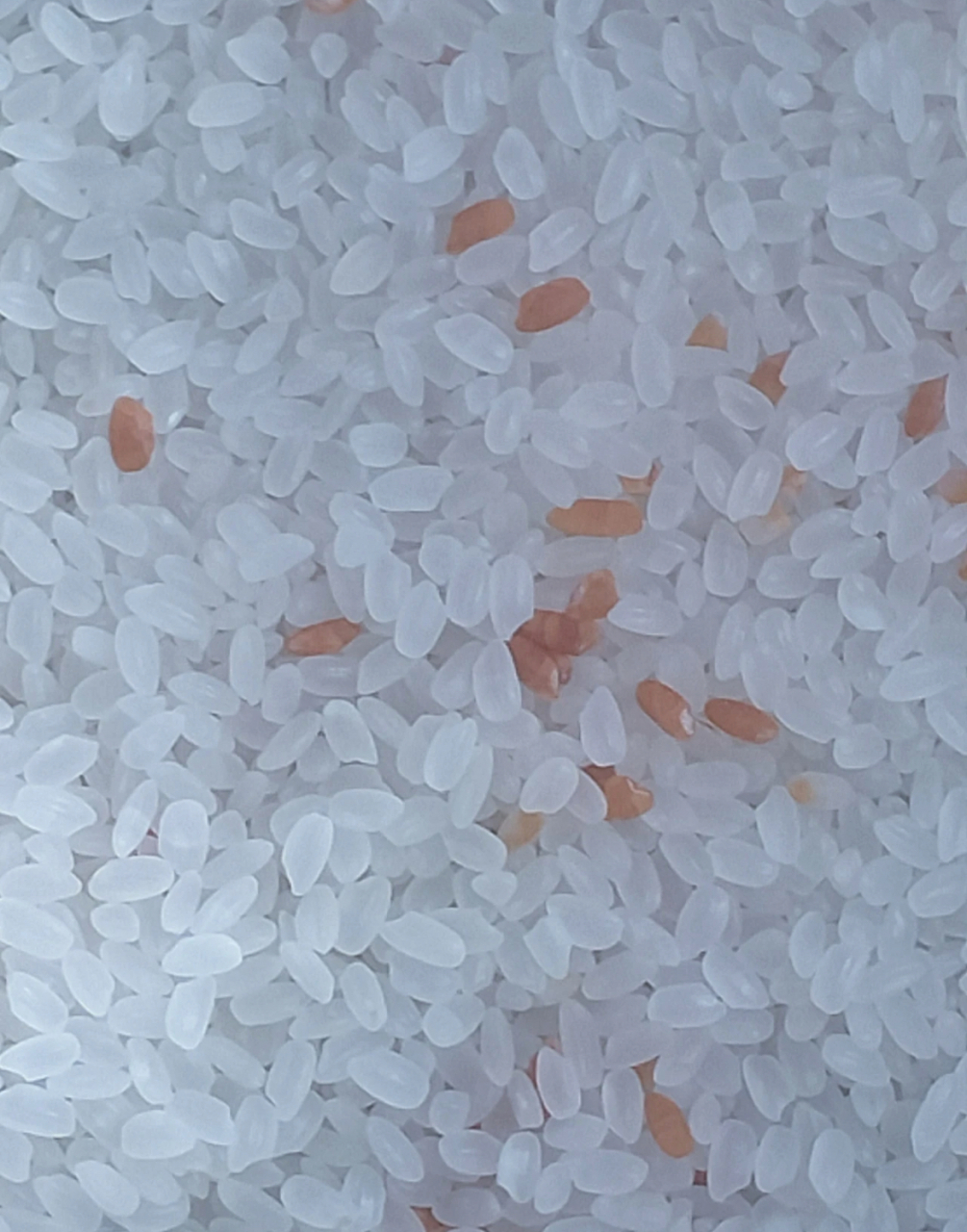 大米变红是黄曲霉毒素,有剧毒会致癌,一定一定要全部丢掉,不能单独挑