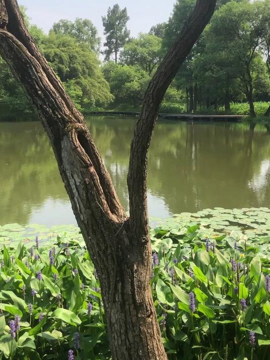 想洗洗眼睛吗?端午节来杭州西溪湿地绿堤,免费且全新改版!