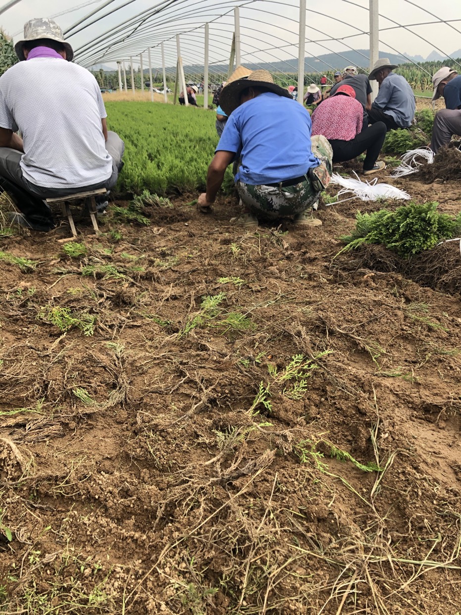 日照惠泽农林小龙柏基地跟您说