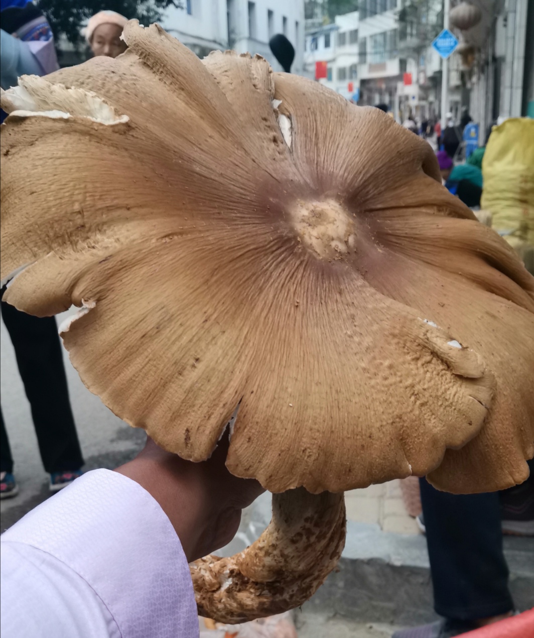 贵州一乡镇惊现巨型鸡枞菌,单朵重量达到2斤