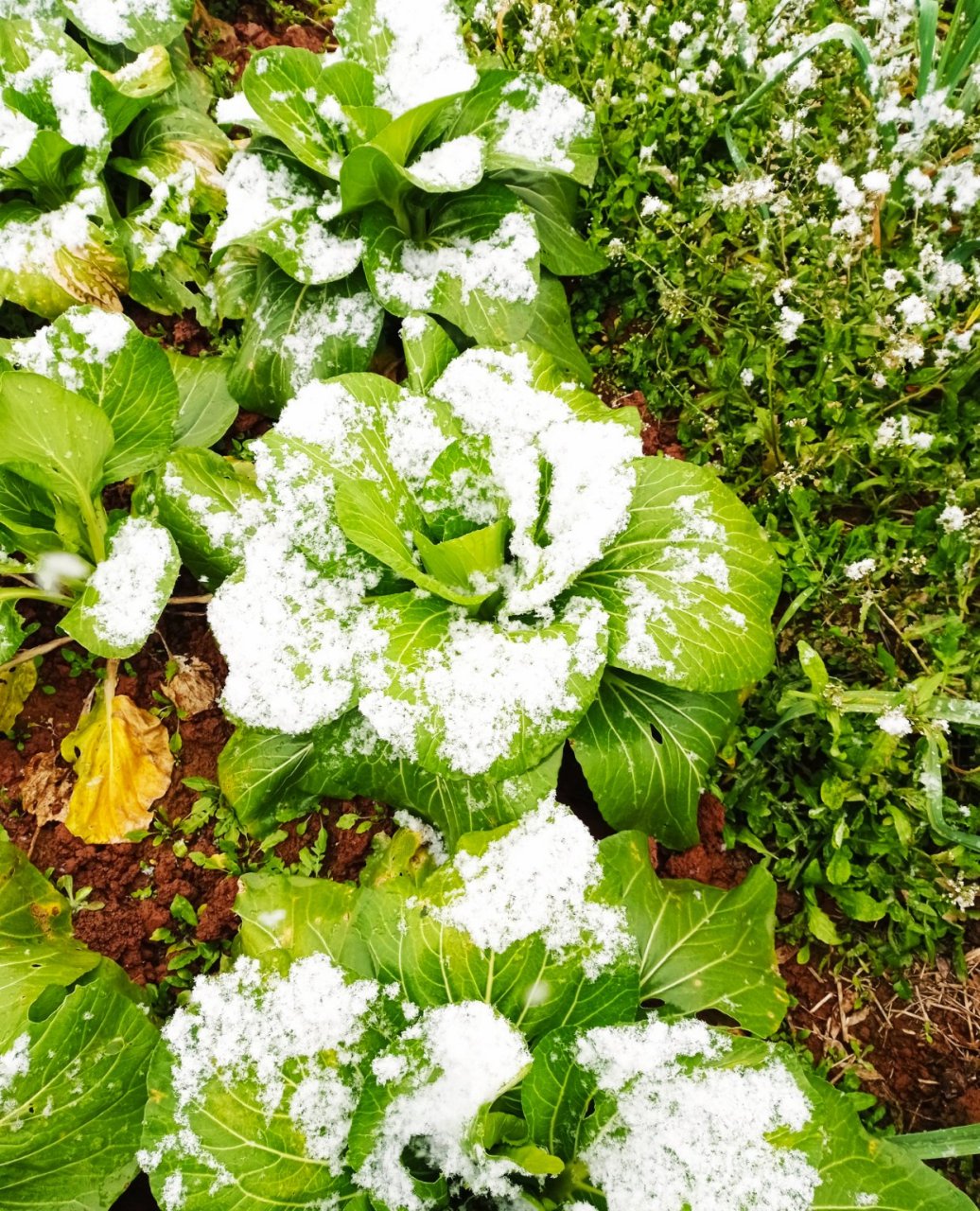 在四川的冬季,最不怕霜雪入侵的农作物和蔬菜.