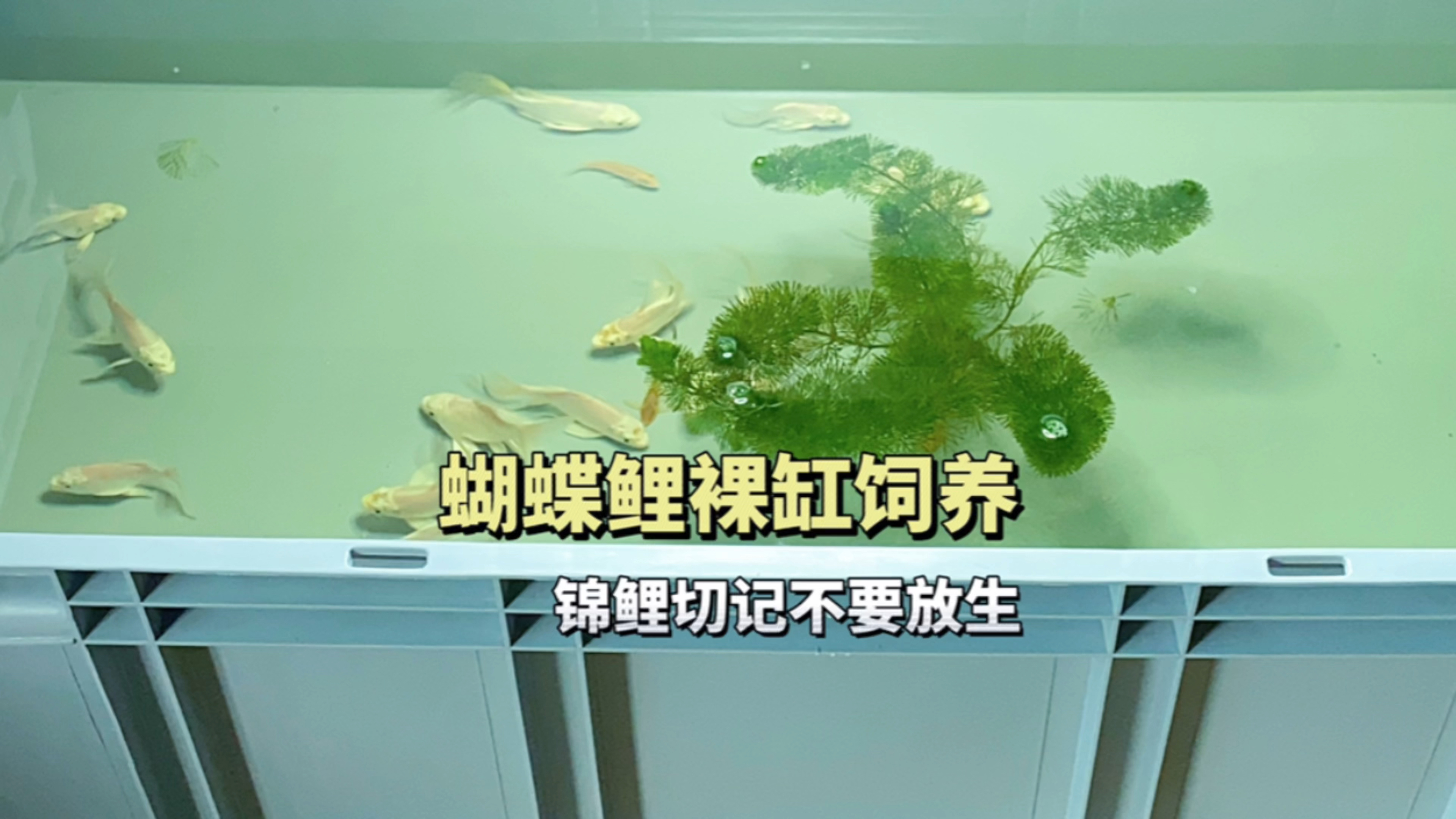 蝴蝶鲤适合裸缸饲养,锦鲤切记不要放生