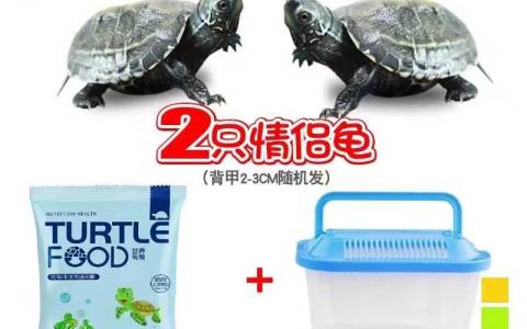小乌龟能有什么坏心眼情侣小乌龟2只+饲料+饲养盒，