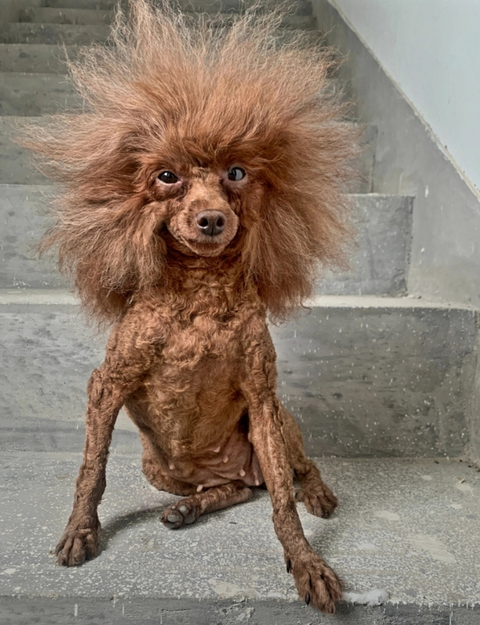 家里养的金毛狮狗