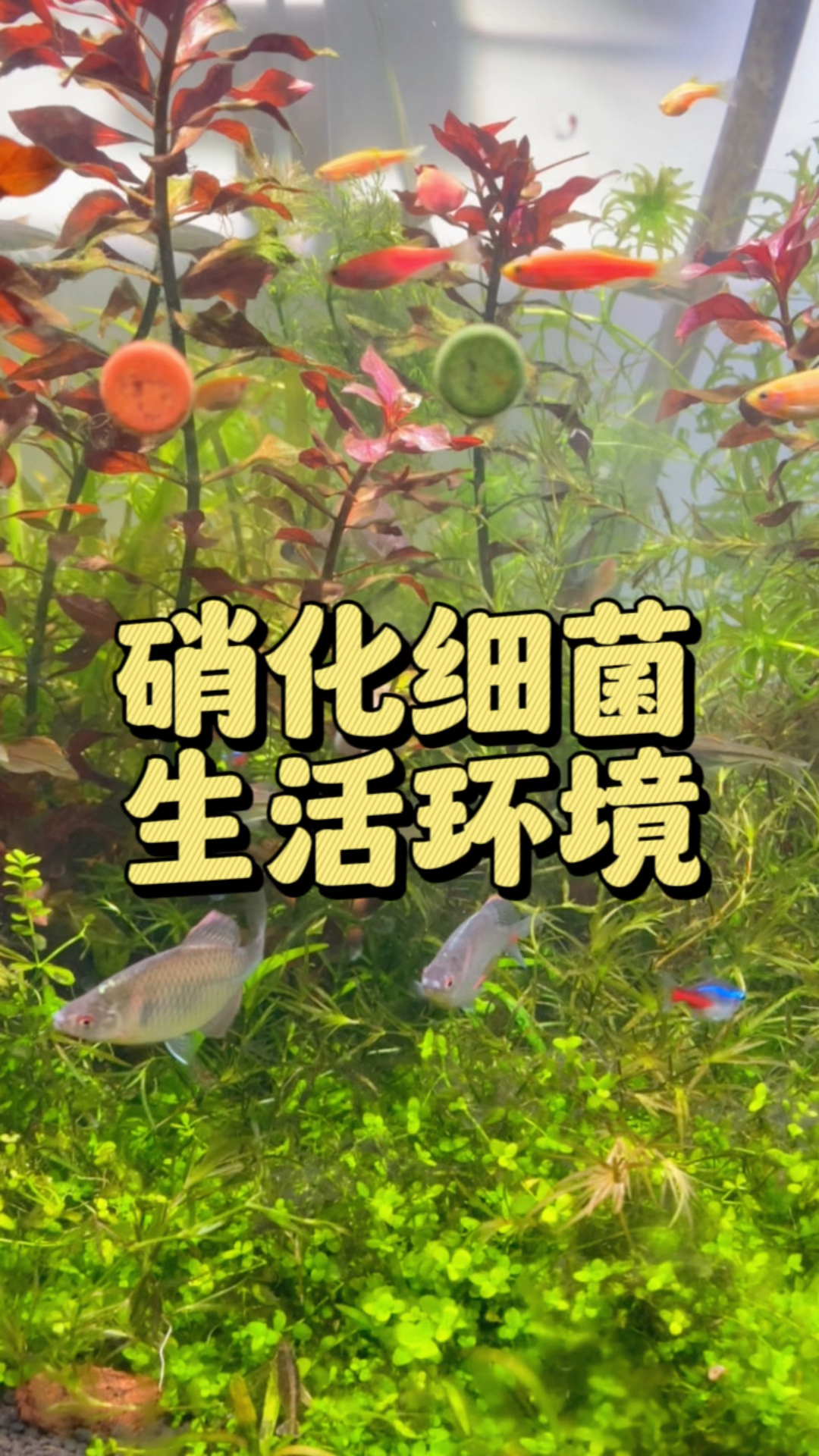 硝化细菌喜欢的生活环境.#水族 #硝化细菌 #养鱼日记