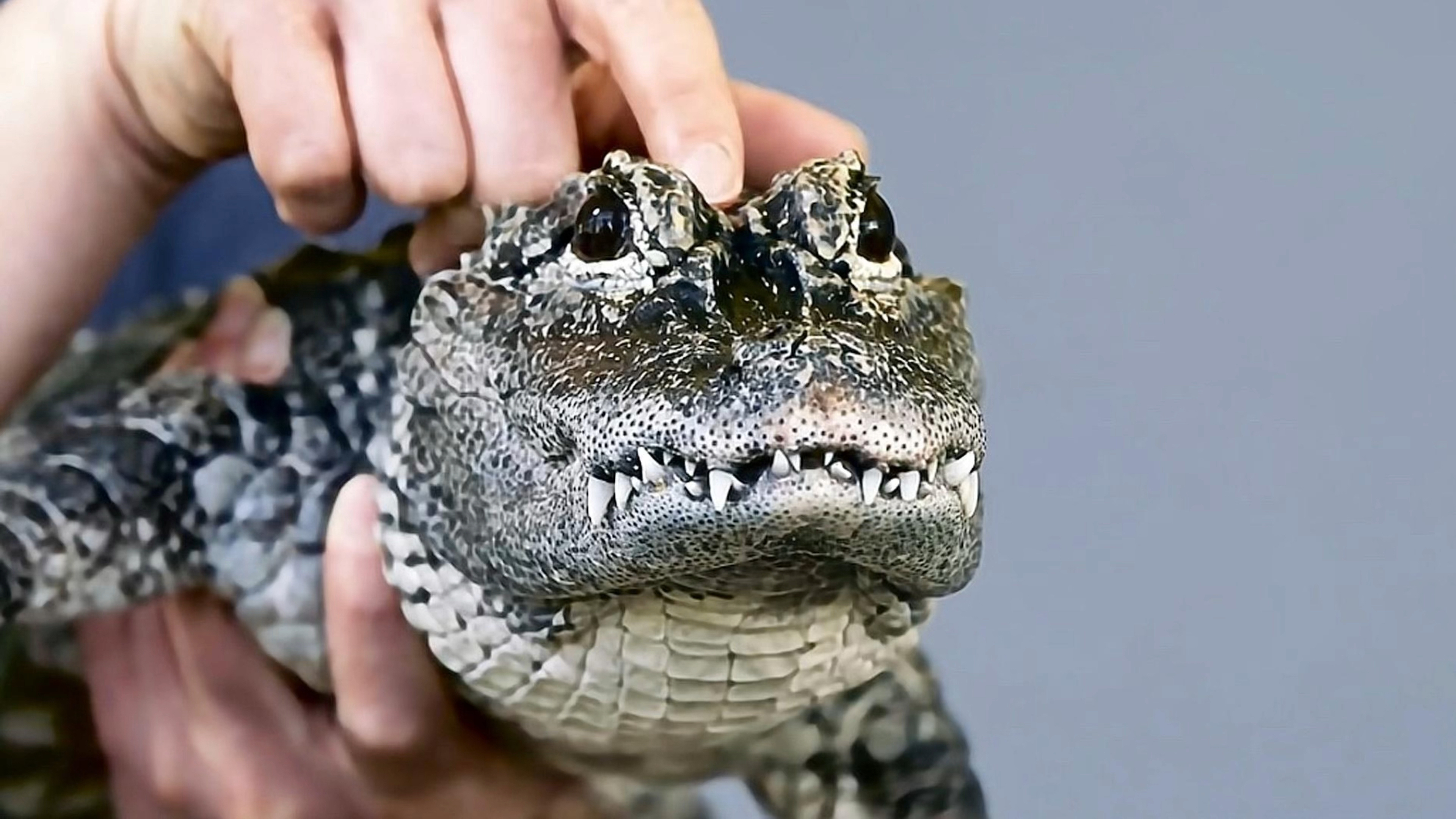 鳄鱼竟然可以长得如此软萌温顺,中国独有的扬子鳄长这样