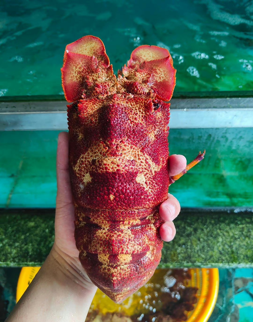 鳞突拟蝉虾,俗称犀牛虾,海战车,拖鞋龙虾,真的是太好看了!