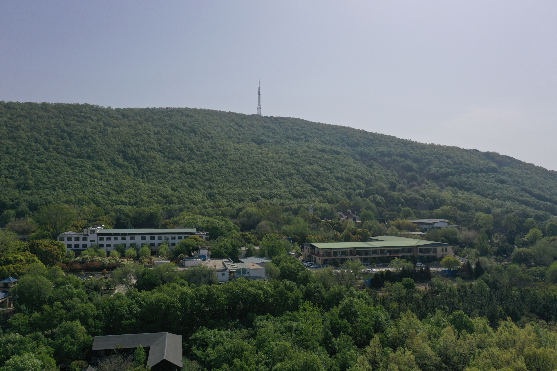 南阳独山毛峰茶叶听说过吗?看看采茶现场能想起哪位诗人吗?