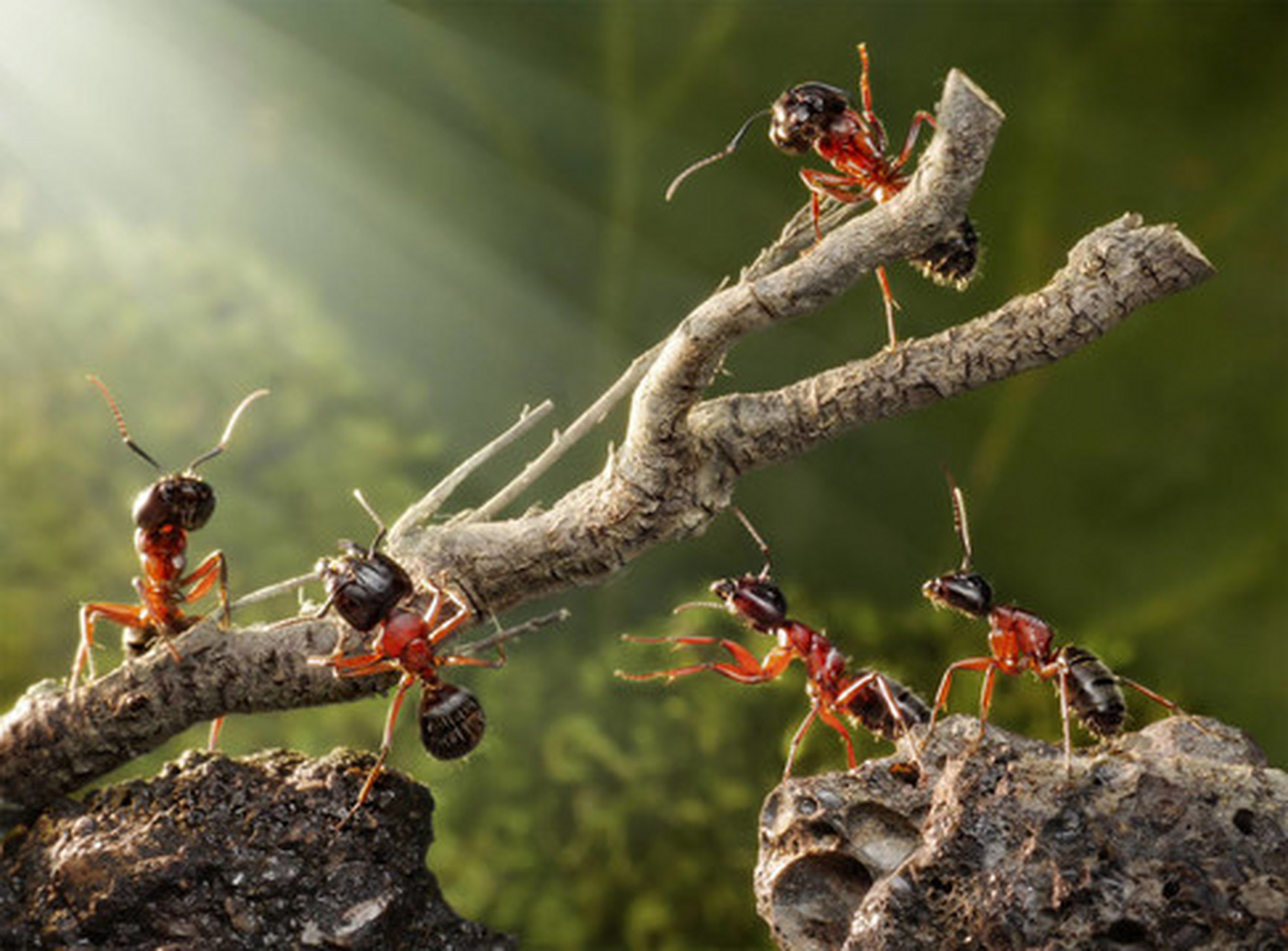 蚂蚁扛大树图片卡通图片