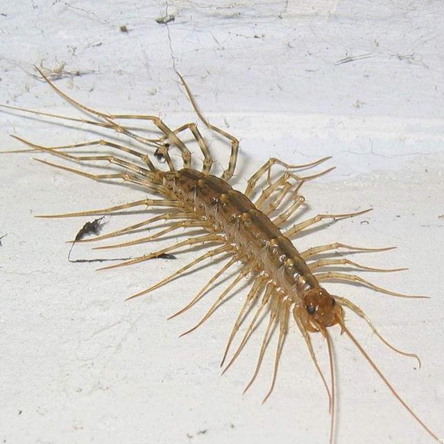 这个虫子叫什么?钱串子,毛秃沙